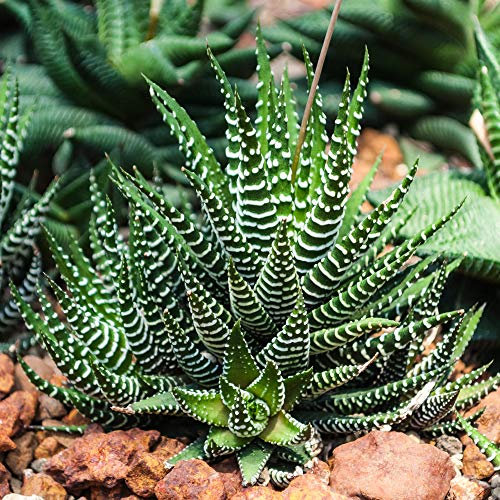Haworthia Fasciata - Big Band | Succulentes Qualité Premium | En pot 15-25 cm