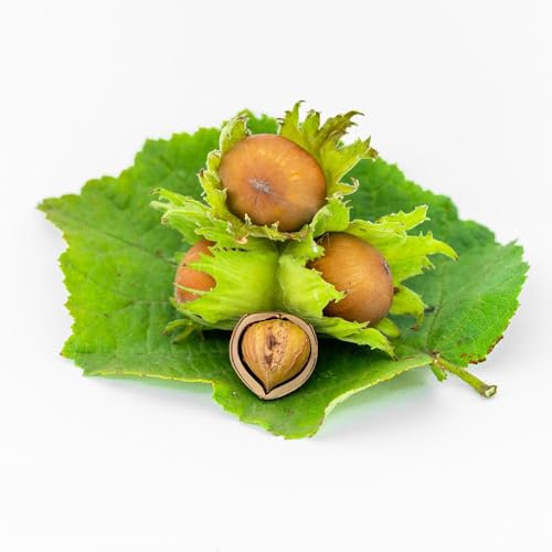 haselnüsse pflanzen samen, zimmerpflanzen samen gemüsesamen kräuter samen dachbegrünung büropflanzen balkonpflanzen winterhart balkon deko winterharte stauden haselnussstrauch 10pcs