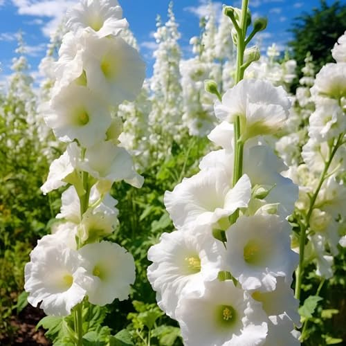 Semillas de malva real - semillas de como recuerdo fiesta variedades antiguas verano resistentes Decoraciones jardín para exteriores orgánico para 35pcs