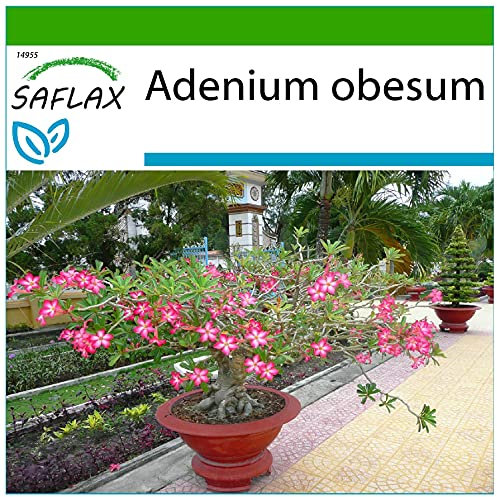 SAFLAX - Rose du désert - 8 graines - Avec substrat - Adenium obesum