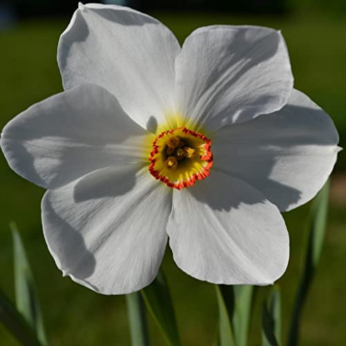 Blumenzwiebeln Narzissenzwiebeln Poeticus-Narzissen Actaea (Dichternarzisse) (50 Zwiebeln)