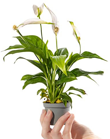 Baby Peace Lily Plant - Spathiphyllum Pearl Cupido Small Potted Houseplant Gift for Indoor Home Office Kitchen Living Room