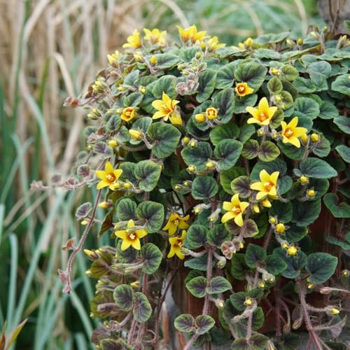 semi di centella, Le tappezzanti sono resistenti Lysimachia nummularia, perenne copertura del terreno, 25pcs