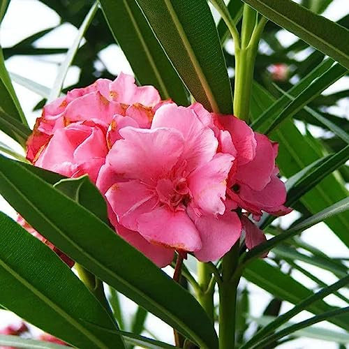 50 Teile/beutel Oleander Samen Natürliche Immergrüne Mischfarbe Hohe Keimung Non-GMO Nerium Samen Blume Obst Baum Gemüse Samen Nerium-Oleander-Samen
