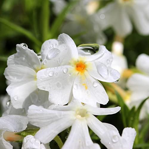 12 unità Phlox Subulata 'Calvides White' - Muschio di Phlox 'Calvides White' Vaso 9x9cm ±1 m² - Phlox con Fiori Bianchi e Crescita Bassa