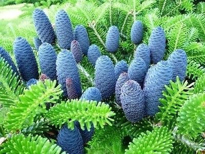 10 Corée Sapin Graines - Abies Koreana Belle Cônes bleu sont Stunnin