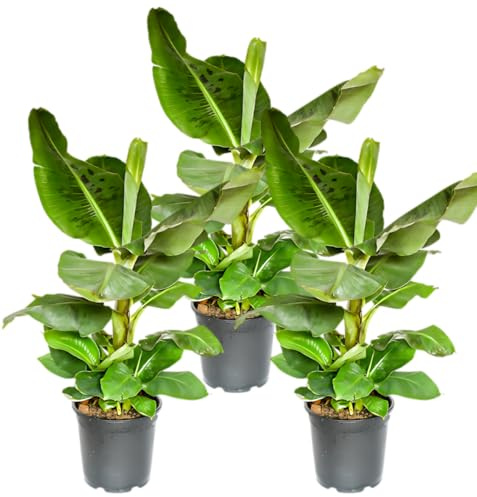 Bananenpflanze | 3er-Set | Musa | ca. 40-50 cm | ø 12-15cm Topf | Pflegeleichte Zimmerpflanzen für Wohnung und Büro | Qualität vom Pflanzen Profi | Ideale Raumbegrünung