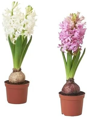 Hyacinthus Orientalis Kit de 2 Plantas Naturales Bulbos de Jacinto