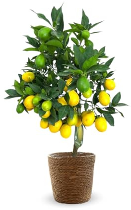 Attitude Jardin - Limequat avec panier en jonc de mer- citrus floridana - agrume méditerranéen - arbre fruitier - 75-85 cm - ⌀ 25 cm