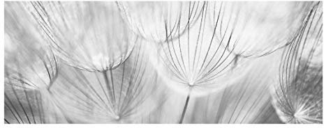 Bilderwelten Glasbild Pusteblumen Makroaufnahme in schwarz Weiss 50 cm x 125 cm