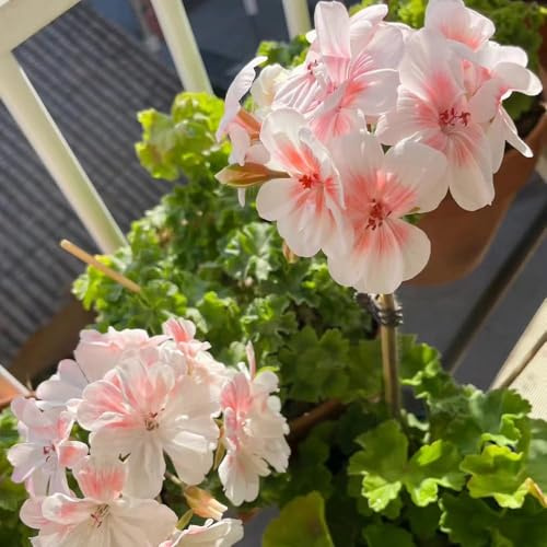 20 piezas semillas de geranio colgando - resistentes al invierno para balcones, de balcón para el invierno semillas del jardín del balcón,