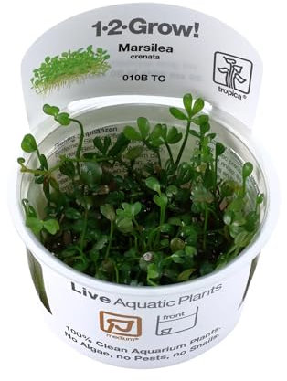 Tropica Marsilea crenata 1-2-GROW!