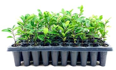 Dwarf English Cherry Laurel | 3 Live Plants | Prunus Laurocerasus Compacta | Fast Growing Hardy Evergreen Privacy Shrub