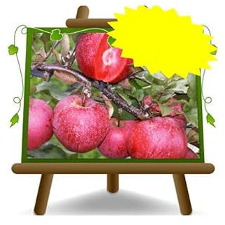 EURO PLANTS VIVAI Melo Amaty Alberi da Frutto Resistente alla Ticchiolatura Altezza 170~200 cm Età 4 Anni Vaso 24/26 cm