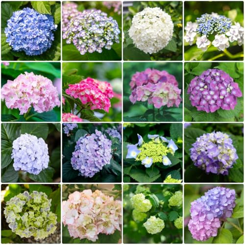 semillas de hortensia - jardín perennes resistentes, balcón 250pcs