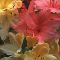 Plant World Seeds - Azalea Exbury Hybrids Seeds (Tree & Shrub Seeds)