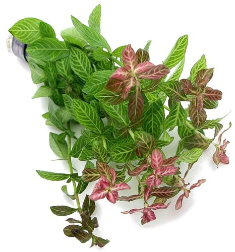 K2AQUA Hygrophila Polysperma Rosanervig Bunch Live Aquarium Plant Freshwater Fish Tank Decoration Vibrant Red Green Leaves Healthy Aquatic Flora Easy Care Stems Natural Oxygenation Planted Tank