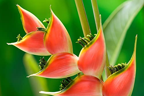 Heliconia Champneana Seeds for Planting - 10 Seeds - Banana Plant