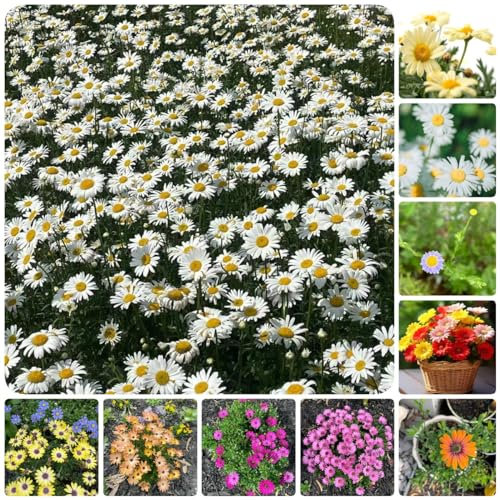 800 pcs gänseblümchen samen bio - pflanztöpfe luftreinigende zimmerpflanzen Bellis perennis,margeriten plant bodendecker winterhart mehrjährig gartenblumen danke geschenk dekopflanzen