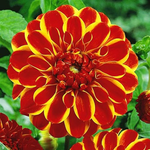 Dahlia Bulbs Strong Plants That Grow Well Mix Golden Jade Carving Feels Beautiful Now Mixed Garden Crop for Planting Now UK