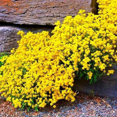 20000 Semi Timo Giallo Strisciante, Varietà Perenne Senza OGM, Si Diffonde Lentamente Come un Tappeto Giallo Naturale a Causa della Sua Natura Strisciante