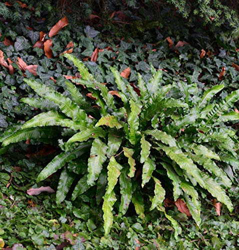 Hirschzungenfarn - Asplenium scolopendrium - Gartenpflanze
