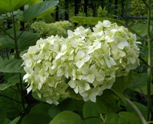 Schneeballhortensie Grandiflora - Hydrangea arborescens Grandiflora (40-60)