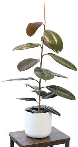 Planta Natural Ficus Robusta para Interior o Exterior en Maceta Ø20 cm Altura 60 cm Decoración Hogar