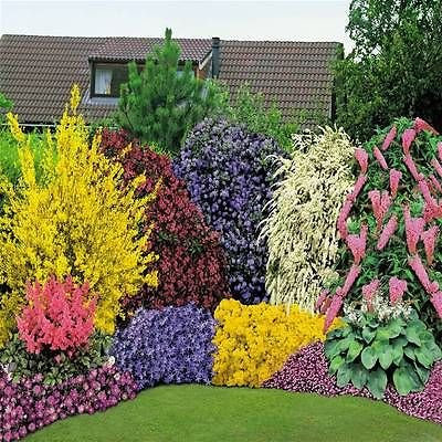 10 X Mixed Mature Garden SHRUBS * Large 2 LTR POTS * Colourful Border 3fatpigs®