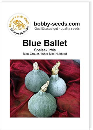 Blue Ballet Kürbissamen von Bobby-Seeds, Portion