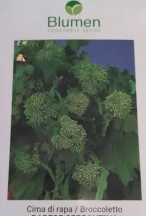 BLUMEN SEMENTI, CIMA DI RAPA QUARANTINA 40INA SEMI BROCOLETTI BARESE GR.500