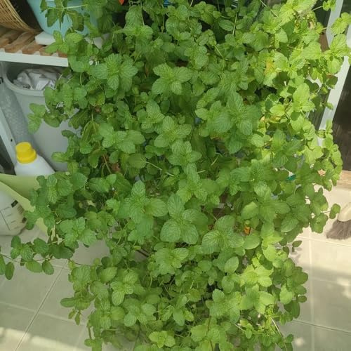 menta marocchina esotiche da rialzate semi di menta verde semi di da interno in vaso appartamento che purificano l'aria 800semi