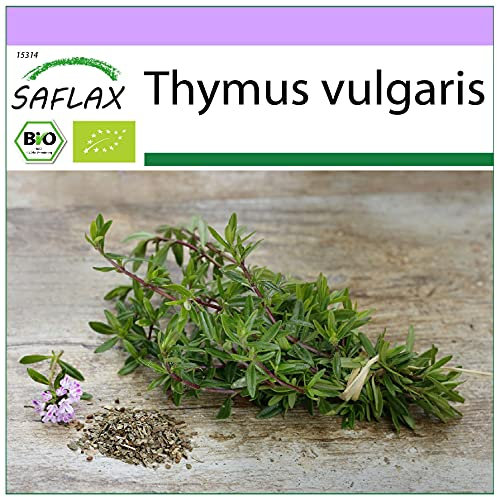 SAFLAX - BIO - Thymian - 800 Samen - Thymus vulgaris