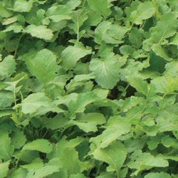 KINGS SEEDS: GREEN MANURE MUSTARD