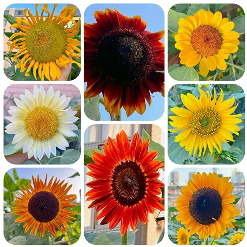semillas de girasol, perenne, resistentes, balcón para exterior, 450pcs