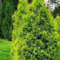 : (50 semi) Tuia Occiis Aurea/it Arborvitae:Seeds Only