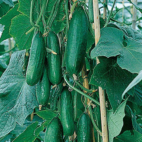 Suttons Cucumber Seeds - F1 Passandra, Vegetable Seed, Approx. 5 Seeds per Pack, Grow Your own, Ideal for Greenhouses