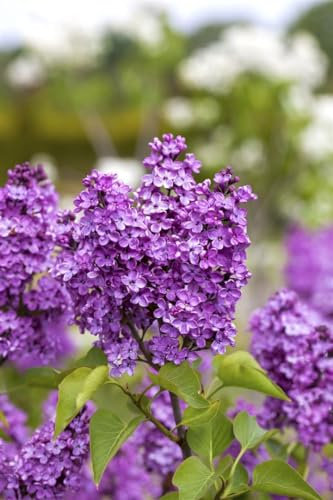 Syringa vulgaris 'Katharine Havemeyer' 60–80 cm – Winterhart, Mehrjährig, Pflegeleicht – Flieder – Heckenpflanze für Garten & Sichtschutz