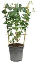 Eukalyptus - Eucalyptus cinerea - Höhe ca. 60 cm, Topf-Ø 17 cm