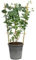 Eukalyptus - Eucalyptus cinerea - Höhe ca. 60 cm, Topf-Ø 17 cm