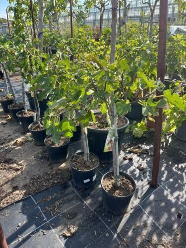 Feigenbaum/Feige/ca 100 cm kräftiger Stamm/Obstbaum