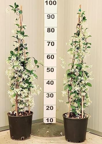 2 plantas de jazmín trepador, altura 120-140 cm, fabricadas en Italia, bonitas plantas supercubrientes