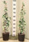 2 kräftige Jasmin-Pflanzen, Höhe 120-140 cm, hergestellt in Italien, schöne Pflanzen, sehr deckend