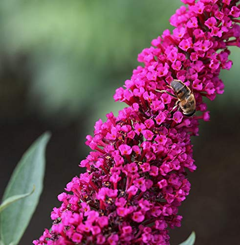 Hochstamm Sommerflieder Royal Red 80-100cm - Buddleja - lebende Gartenpflanze aus den Baumschulen