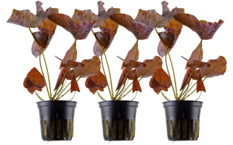 AquaOne Akvarium växt 3 stycken Nymphaea Lotus I vattenväxt akvarieväxt bakgrund full rotad lätt att rengöra aquascaping dekoration
