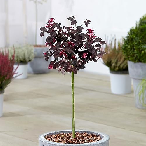 Gardener's Dream Hydrangea Loropetalum Black Pearl Baum - Immergrüne Zierbäume für Garten, Balkon oder als Terrassen Pflanzen, Winterhart, 70-80 cm (Inkl. Topf)