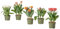 Bulbos de Tulipán - PACK 5 PLANTAS - Flores de Tulipán Naturales Bulbos de Tulipa Liliaceae