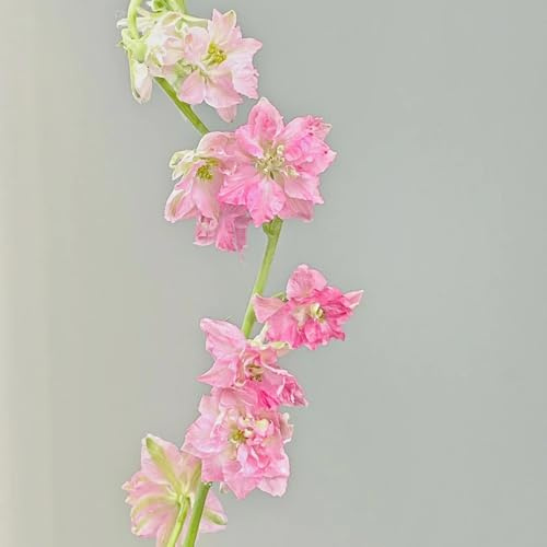 semi resistenti di delphinium rare, balcone di delphinium balcone, decorazione giardino per esterni da esterno resistenti, 90pcs