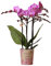 Kolibri Orchids | Lila/rosa Phalaenopsis Orchidee - Mineral Vienna - Topfgröße Ø9cm | blühende Zimmerpflanze - frisch vom Züchter