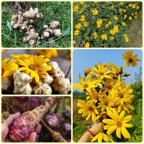 Semi di Topinambur, Helianthus tuberosus, rare biologici acquistare semi di Topinambur regali da giardino da balcone rari cucina dell'orto 150pcs